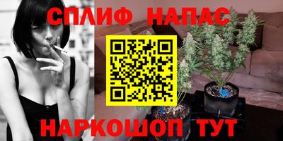 сатива Нальчик